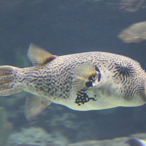 Pufferfish ID