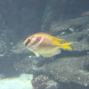 Two-Barred Rabbitfish