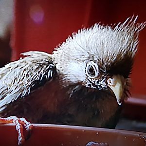 Hand-raised Specled mousebird