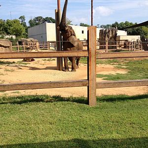 Stokely African Elephant Preserve