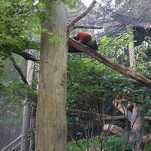 Red Panda Village