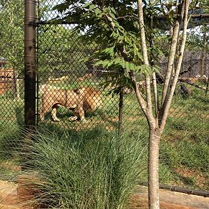Valley of the Kings- Lion