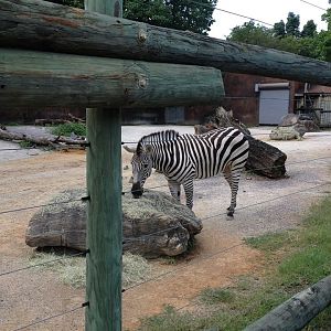 Grasslands Africa- Zebra (Now White Rhinoceros Exhibit)