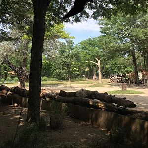 Habitat Africa- Giraffe