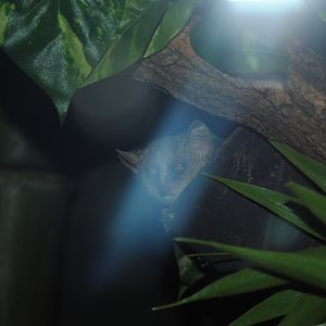 Mouse-Lemur (New York Bronx 2016) - 1