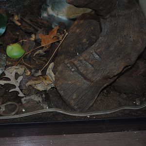 Burton's Legless Lizard