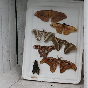 Butterfly-specimens