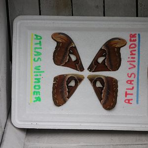 Atlas butterfly wings