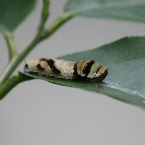 Caterpillar