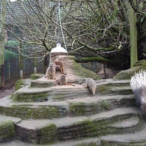 Crested Porcupine and Meerkats, December 2016