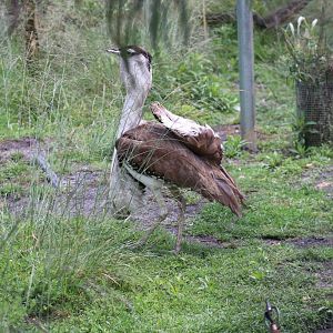Australian Bustard