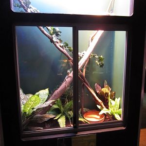Boyd's Forest Dragon tank