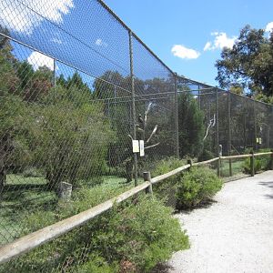 Buzzard and Eagle Aviaries