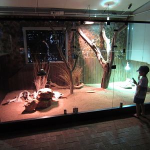 Dragon and Skink exhibits