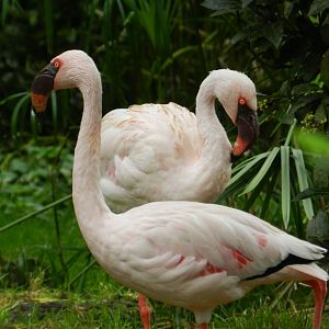 Lesser Flamingo