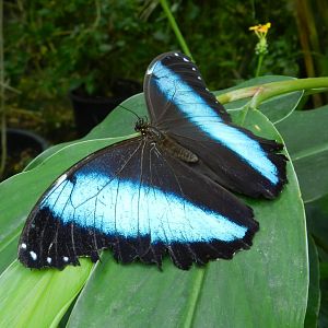 Morpho helenor