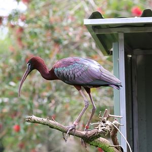 Glossy ibis