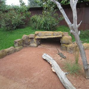 Lace Monitor exhibit