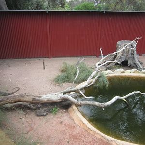 Lace Monitor exhibit