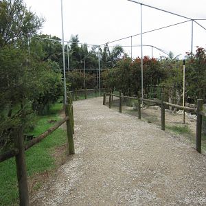 Interior of Large Walkthrough Aviary