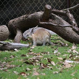 Northern Nailtail Wallaby
