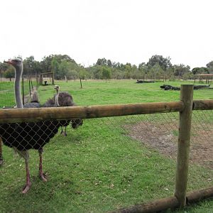 Ostrich yard