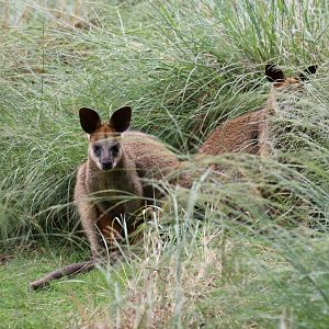 Swamp Wallaby