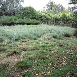 Swamp Wallaby enclosure