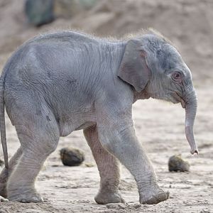 Elephant calf, 18 hours old