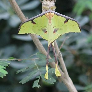 Madagascar moon-moth