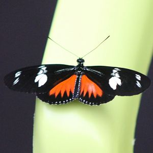 Heliconius