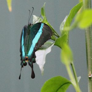 Swallow-tail species