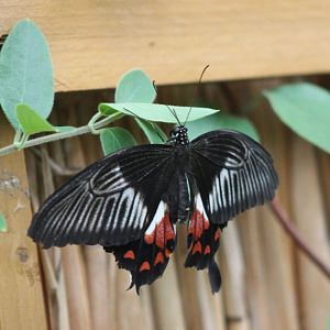 Swallow-tail