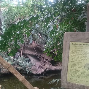 EnclosurePalawan binturong