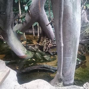 Enclosure Mudskipper