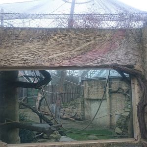 Orangutan Outdoor-enclosure