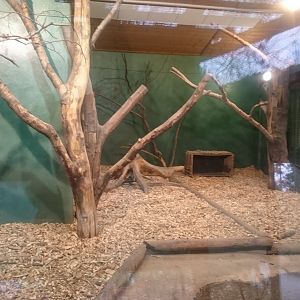 Indoor-enclosure Bush-dog