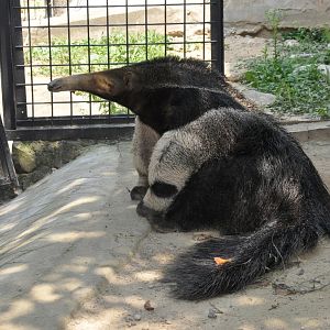 Giant anteater / Myrmecophaga tridactyla