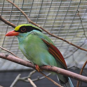 Green magpie/ Cissa chinensis margaritae