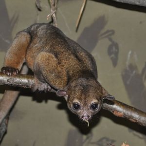 Kinkajou/ Potos flavus