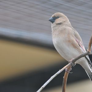 Desert finch/ Rhodopechys obsoleta