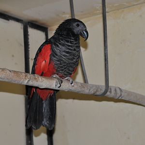 Pesquet`s parrot/ Psittrichas fulgidus