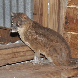Malagasy civet/ Fossa fossana