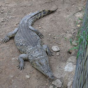 Nile crocodile/ Crocodylus niloticus madagascariensis