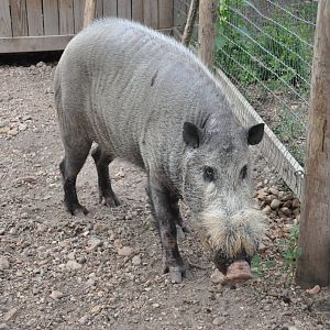 Bearded pig/ Sus barbatus barbatus