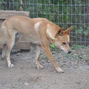 Dingo/ Canis lupus dingo