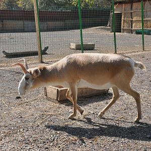 Russian saiga antelope / Saiga tatarica tatarica