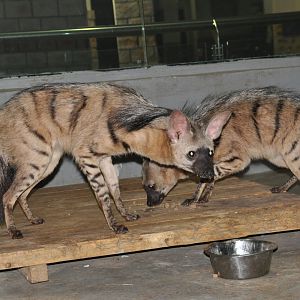 Aardwolf / Proteles cristatus