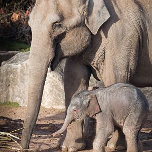 Elephant Calf and Mother - 18/12/2016