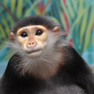 Douc langur / Pygathrix nemaeus nemaeus